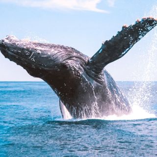Bundaberg: Whale Watching Tour with Lunch