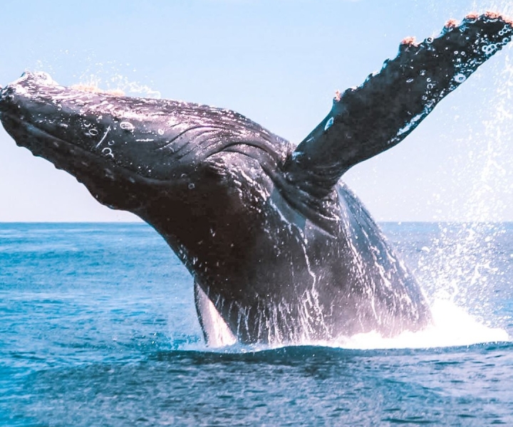 Bundaberg: excursion d'observation des baleines avec déjeuner