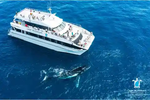 Bundaberg: Whale Watching Sightseeing Cruise with Lunch
