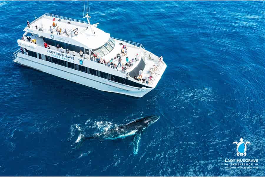 Bundaberg: Whale-Watching-Bootsfahrt mit Mittagessen. Foto: GetYourGuide