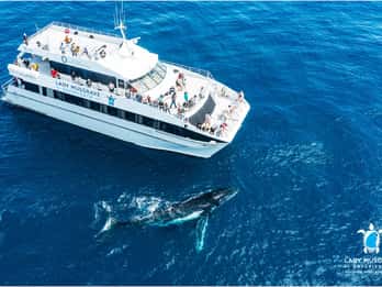 Bundaberg : Croisière observation des baleines d'observation des baleines avec déjeuner.