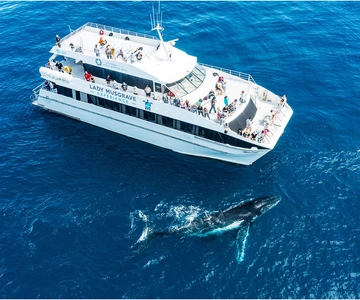Bundaberg : Croisière observation des baleines d'observation des baleines avec déjeuner.