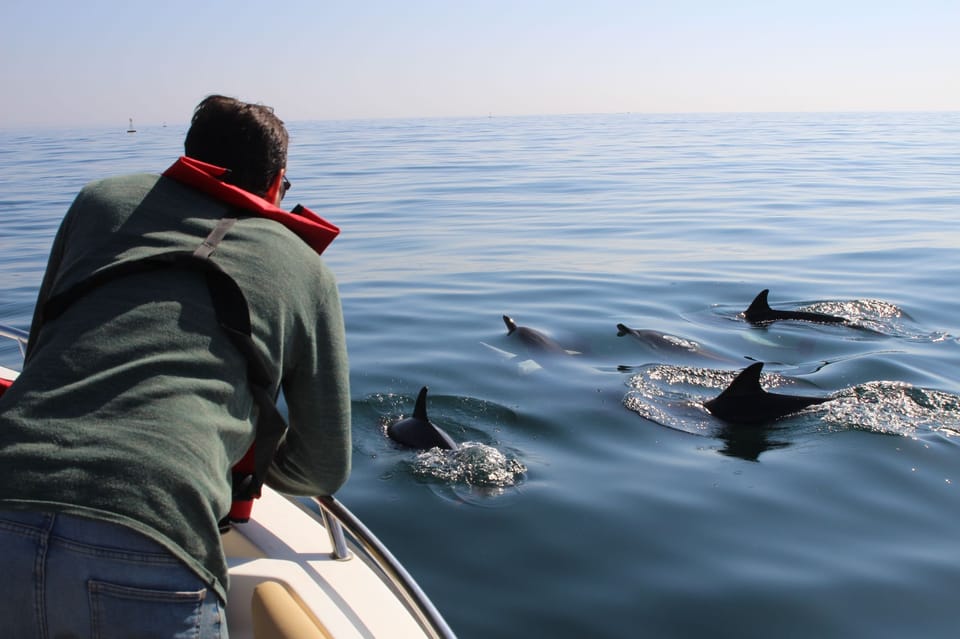 Faro Tour En Barco Para Avistar Delfines Y Vida Marina Getyourguide