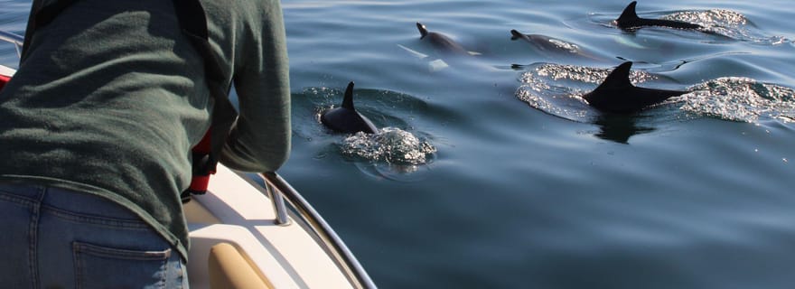 Faro : tour en bateau pour l'observation des dauphins et de la vie marine