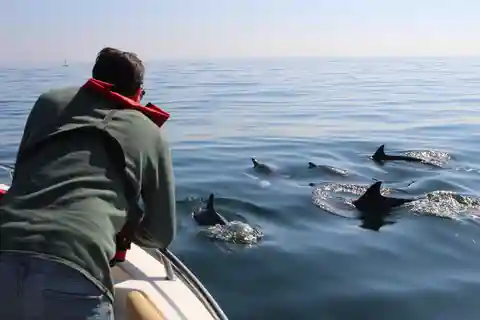 Faro : tour en bateau pour l'observation des dauphins et de la vie marine