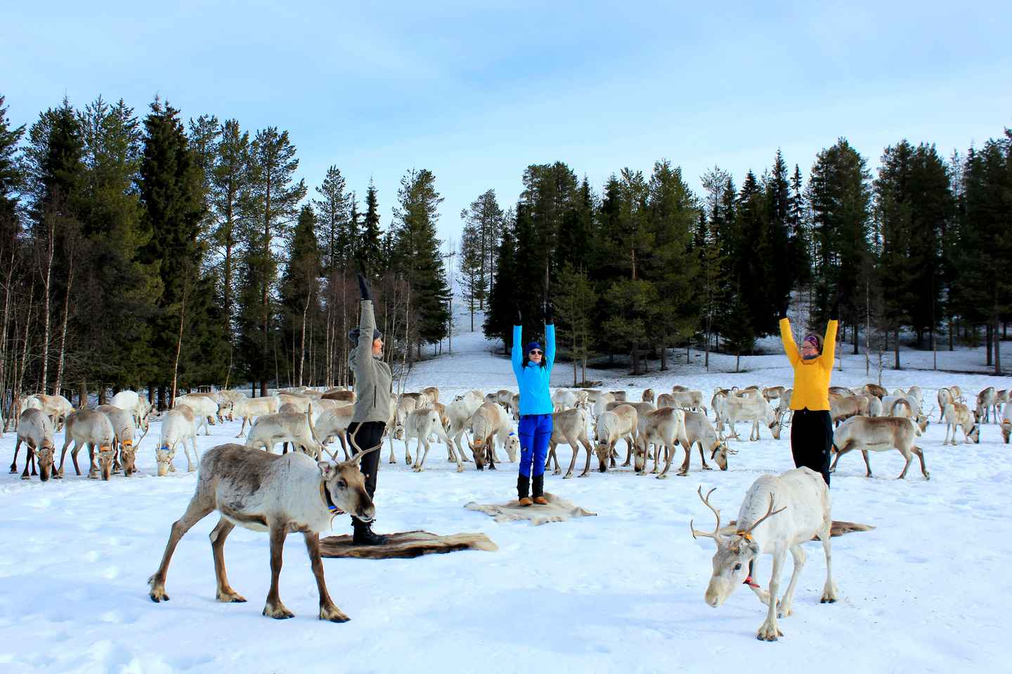 Reindeer yoga in Kuusamo