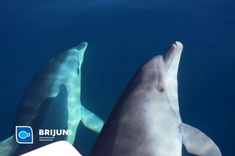 Au départ de Pula : Croisière au coucher du soleil avec observation des dauphins