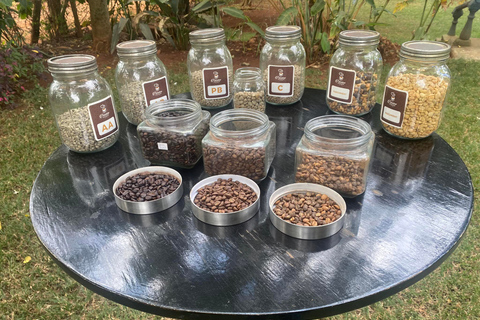 Nairobi: Tour pela fazenda e fábrica de café com trasladoNairóbi: Fábrica de Café e Excursão à Fazenda com Traslado