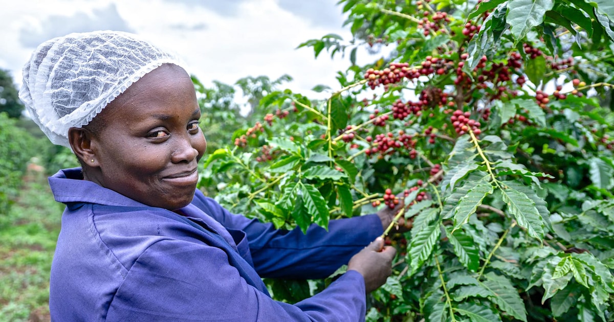 Nairobi Coffee Factory and Farm Tour with Transfer GetYourGuide
