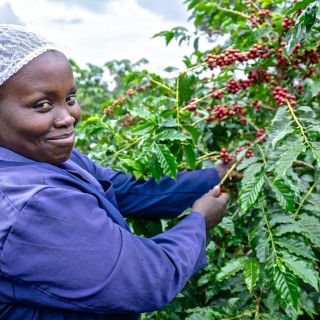 Nairobi: tour della fabbrica del caffè e della fattoria con trasferimento