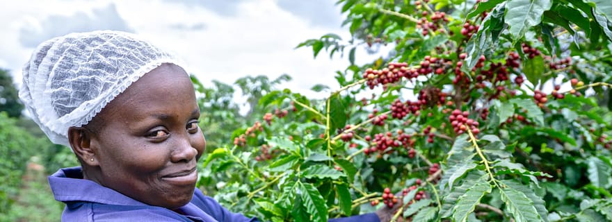 Nairobi : Visite d'une usine et d'une ferme de café avec transfert