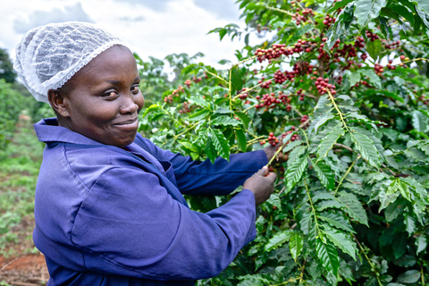 Nairobi: Visita a la Fábrica y Granja de Café con Traslado