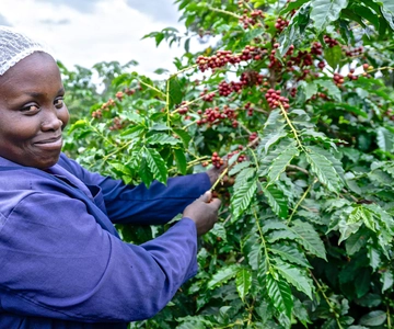 Nairobi: Tour della fabbrica e della fattoria del caffè con trasferimento