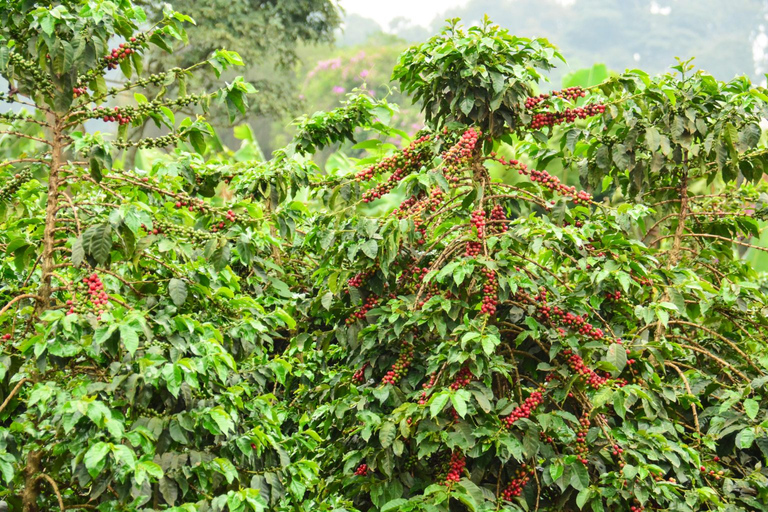 Nairobi: Visita a la Fábrica y Granja de Café con Traslado