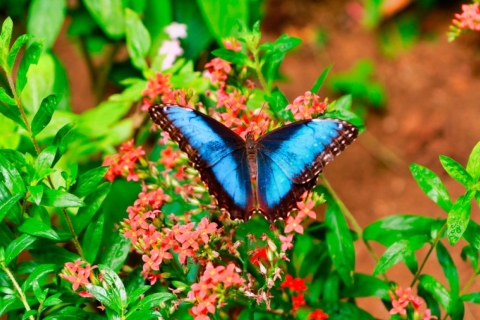 Monteverde: hangbruggen, luiaards en vlinders