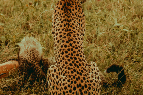 Zanzibar: 4-Day Mid-Range Safari Special for Honeymooners