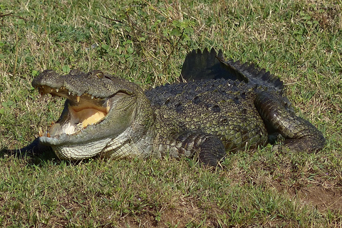 Mirissa: Safari de dia inteiro com tudo incluído no Parque Nacional de Yala