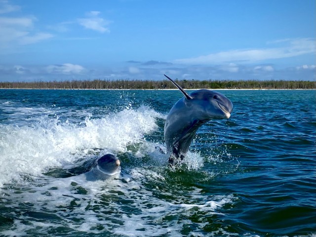 Visit Marco Island Private Dolphin/Shelling Tour in Denarau Island, Fiji
