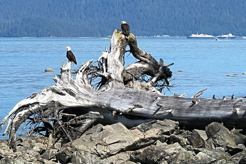 Juneau: Rainforest Photo Safari on a Segway