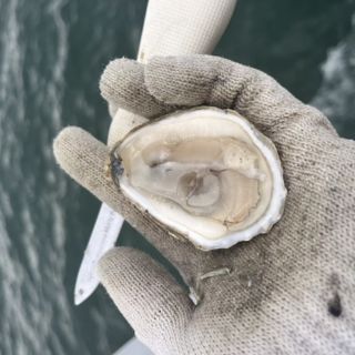 Portland: Casco Bay Maine Oyster Cruise with Craft Beverages