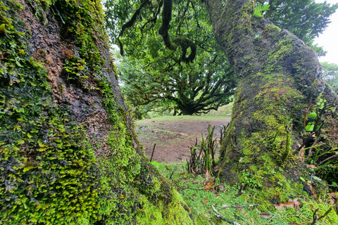 Madeira: SkyWalk, Fanal, Piscinas Naturais Passeio de jipe 4x4