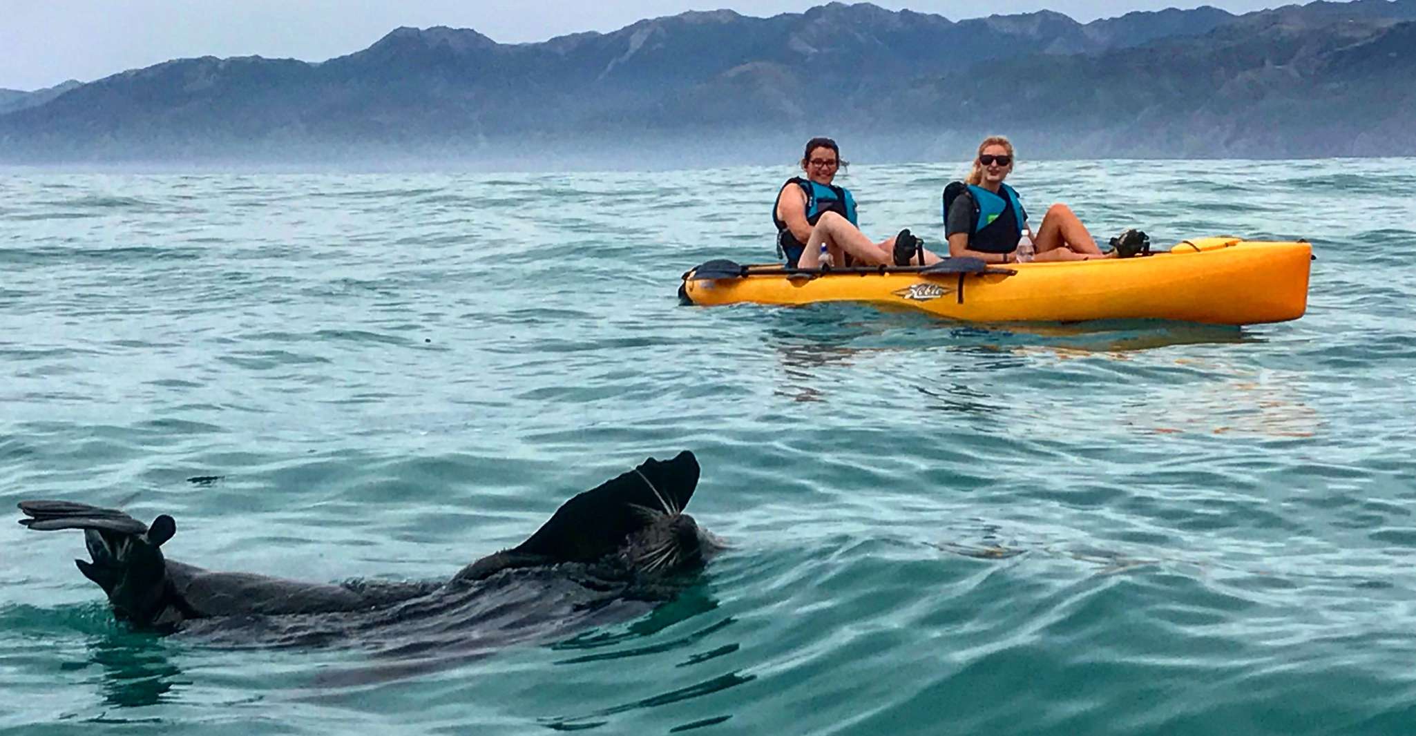 Kaikoura, Seal-Watching Pedal Kayak Tour - Housity