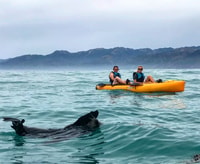 Kaikoura, Seal-Watching Pedal Kayak Tour - Housity