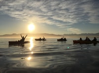 Kaikoura, Seal-Watching Pedal Kayak Tour - Housity