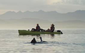 Kaikoura: Seal-Watching Pedal Kayak Tour