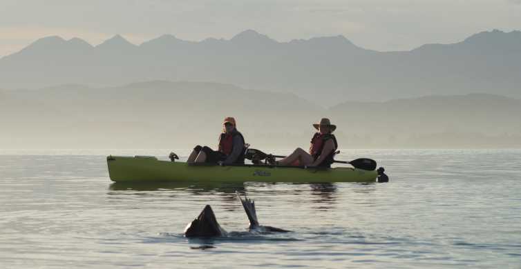 Kaikoura Seal Watching Pedal Kayak Tour GetYourGuide