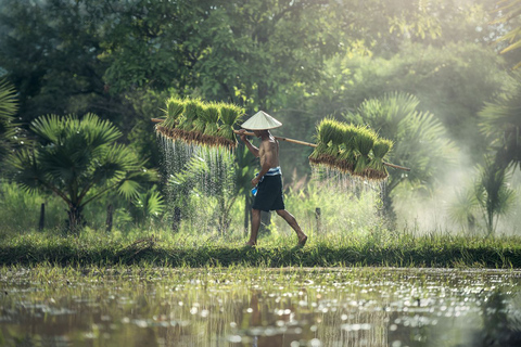 Hiking Experience in Bali: Rice Terraces Small-Group Tour Shared Group