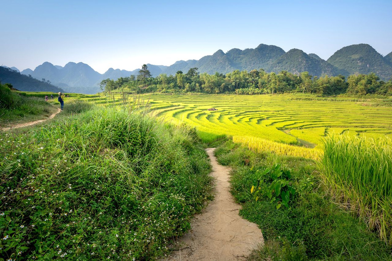 Hiking Experience in Bali: Rice Terraces Small-Group Tour Shared Group