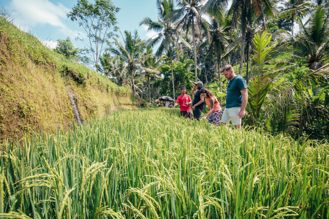 Hiking Experience in Bali: Rice Terraces Small-Group Tour Shared Group