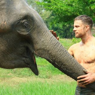 Phuket: programma di alimentazione degli elefanti