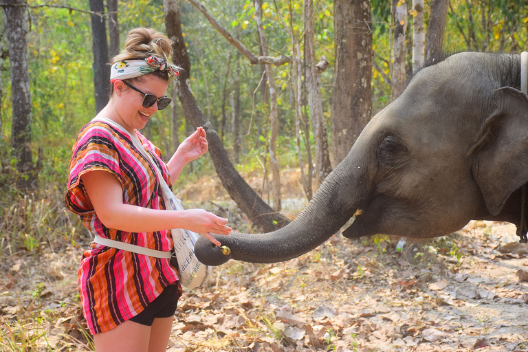 Phuket : programme d'alimentation des éléphants