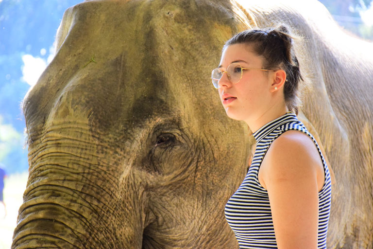 Phuket : programme d'alimentation des éléphants