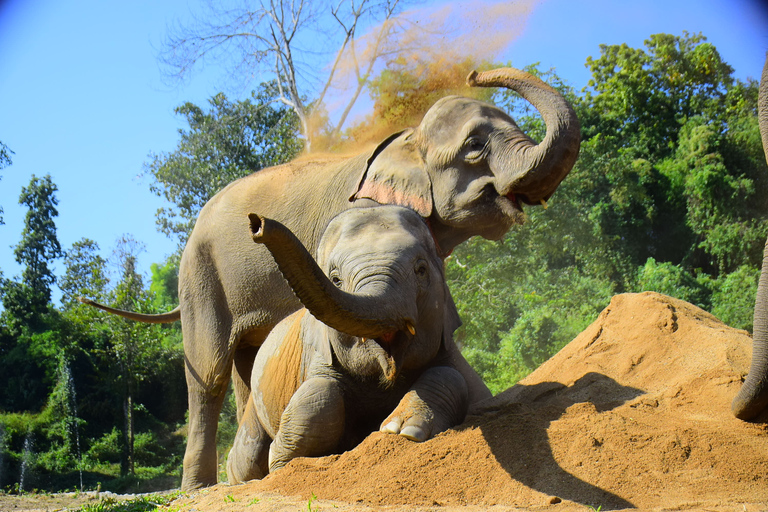 Phuket : programme d'alimentation des éléphants