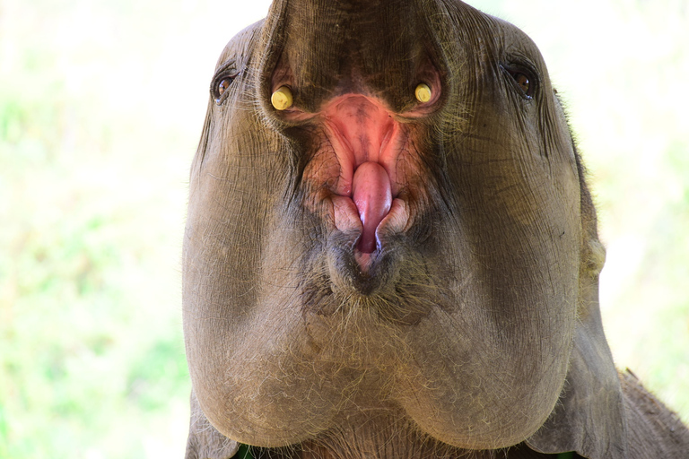 Phuket: Elephant Feeding Program