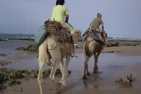 Von Essaouira aus: Kameltour mit Übernachtung in einem Zelt