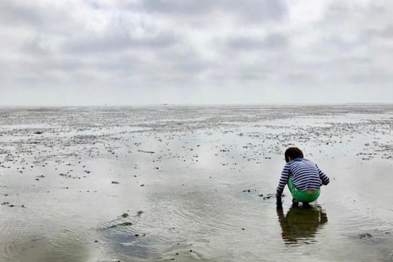 Amsterdam: visite d'une journée complète de l'île en petit groupe à TexelExcursion d'une journée complète en petit groupe sur l'île de Texel