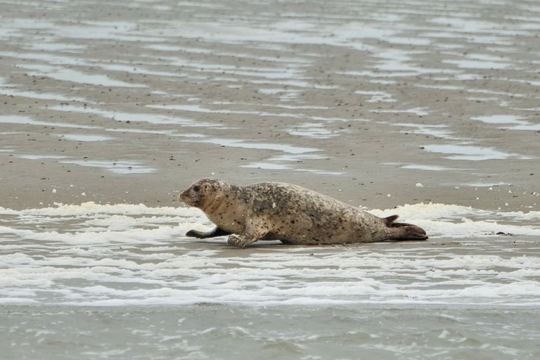 Amsterdam: Seal Safari at Waddensea UNESCO Site