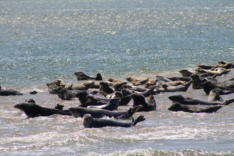 Amsterdam: Seal Safari at Waddensea UNESCO Site