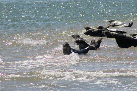 Amsterdam: Seal Safari at Waddensea UNESCO Site