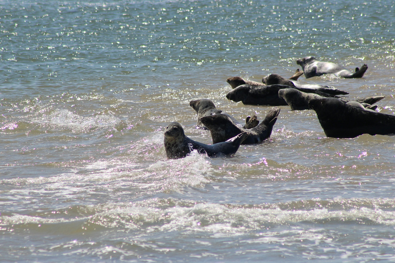 Amsterdam: Seal Safari at Waddensea UNESCO Site