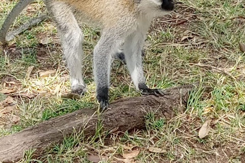 Excursion privée d'une journée dans le parc du lac Nakuru avec promenade en bateau en option