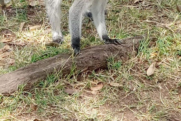 Excursion privée d'une journée dans le parc du lac Nakuru avec promenade en bateau en option