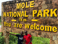 Wildlife, Elefanten & Safari Touren in Ghana (Mole Park) - Hizvo