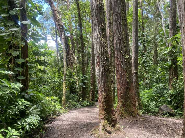 Oahu: Mānoa Falls Trail Hiking Shuttle