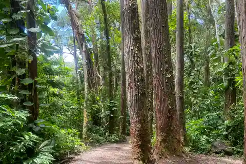 Oahu: Mānoa Falls Trail Hiking Shuttle