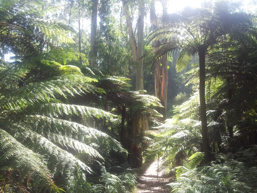 From Melbourne: Dandenong Ranges Private Tour with Lunch | GetYourGuide